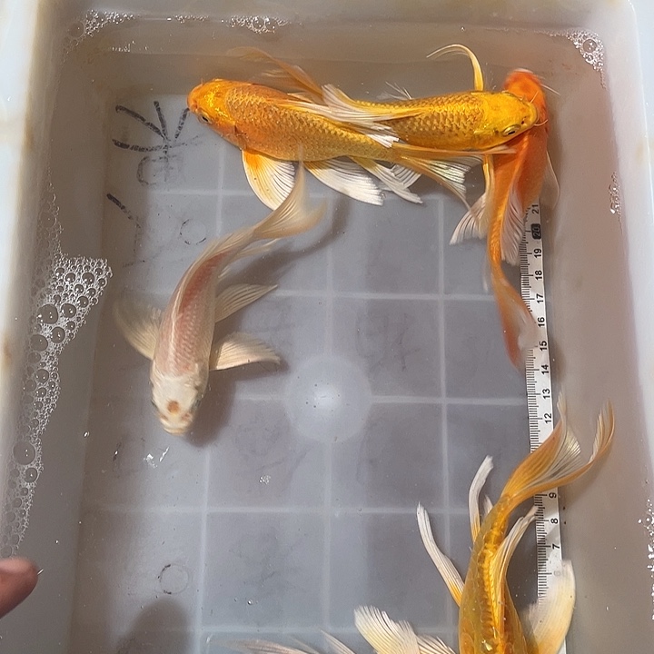 蝴蝶鲤鱼渔场直发129