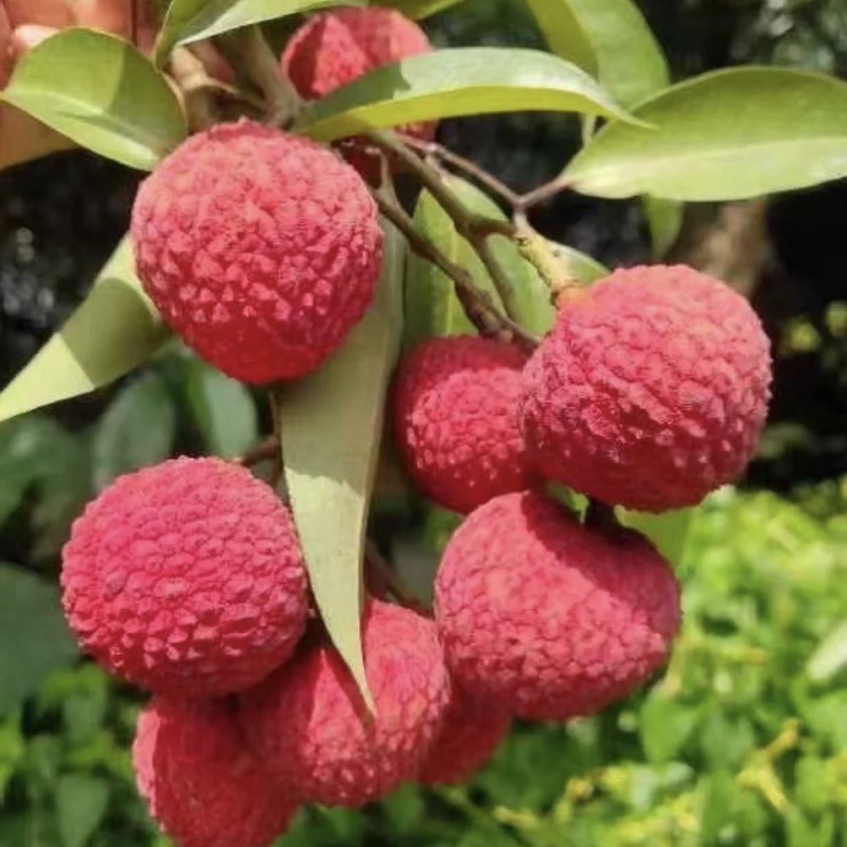 新品（冰荔枝苗）优质品种冰荔枝嫁接品种盆栽地栽