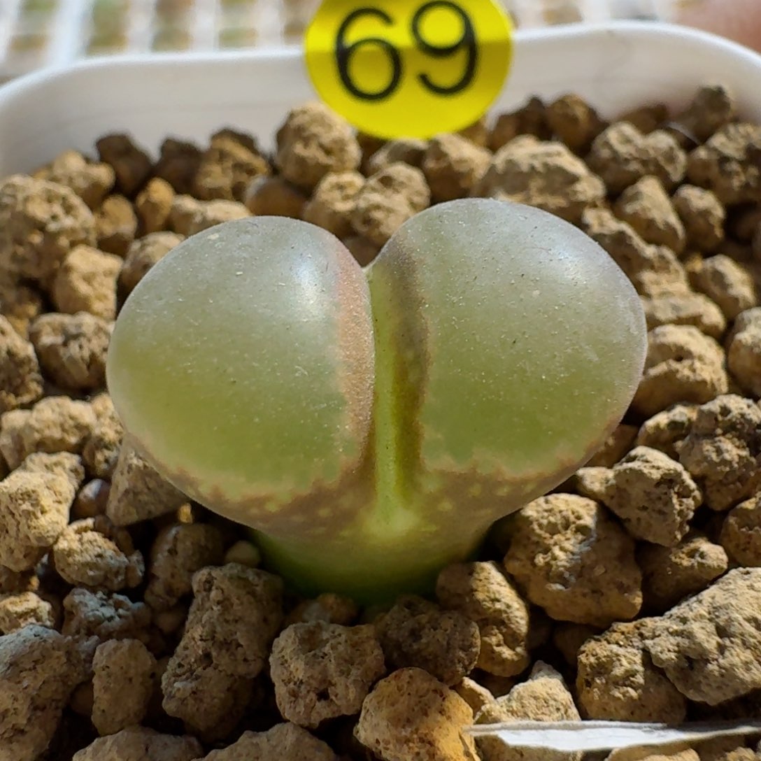 69......多肉......