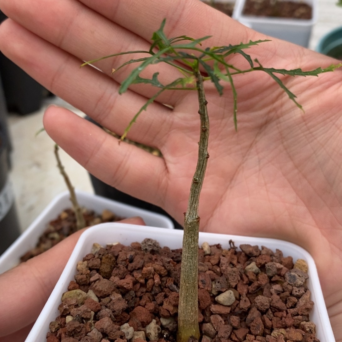 小**?飞羽没药实生带盆