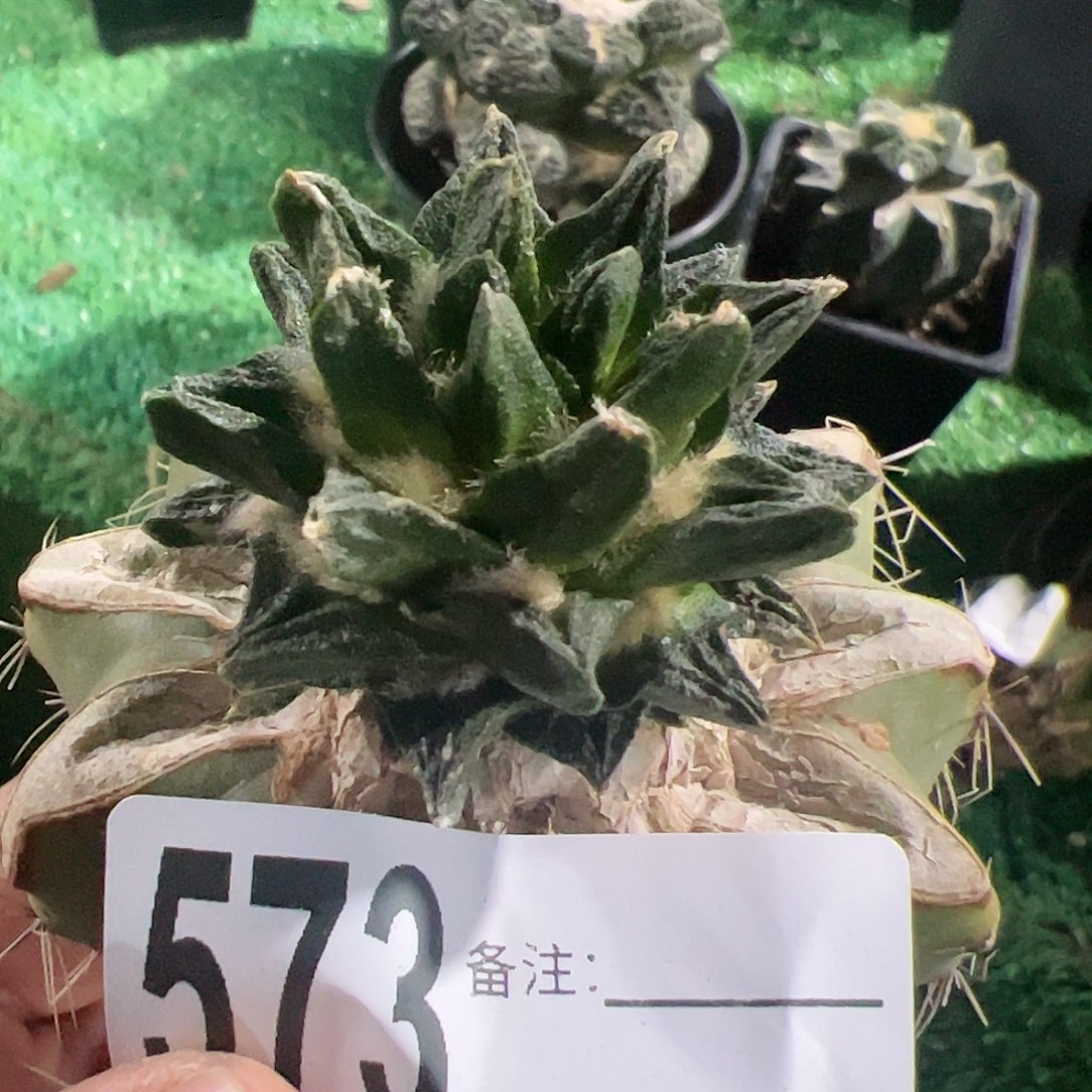 龙角牡丹仙人球573