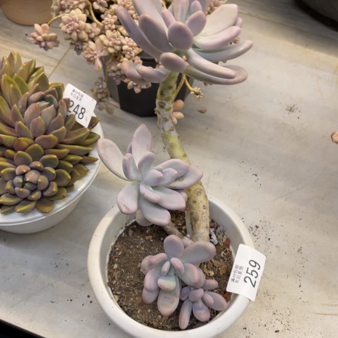 黑大帅多肉259奶酪