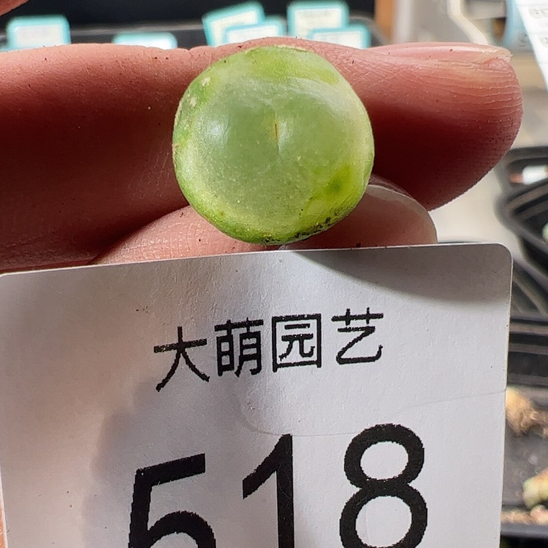 一物一拍。       518