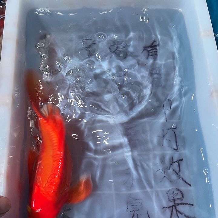 蝴蝶鲤鱼渔场直发39