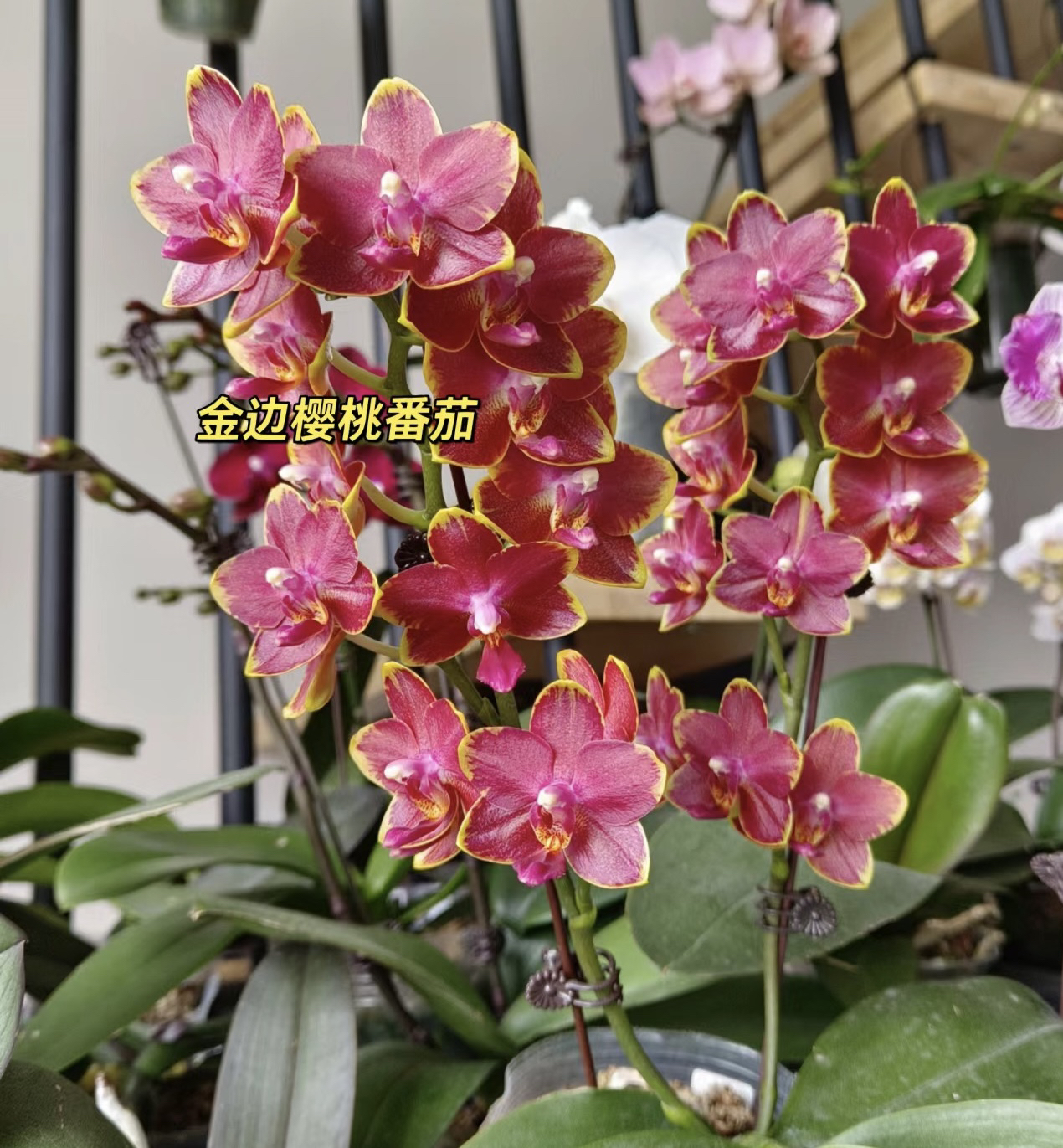 （金边樱桃番茄）蝴蝶兰浓香型3.0寸杯带两个花剑.可能会返祖