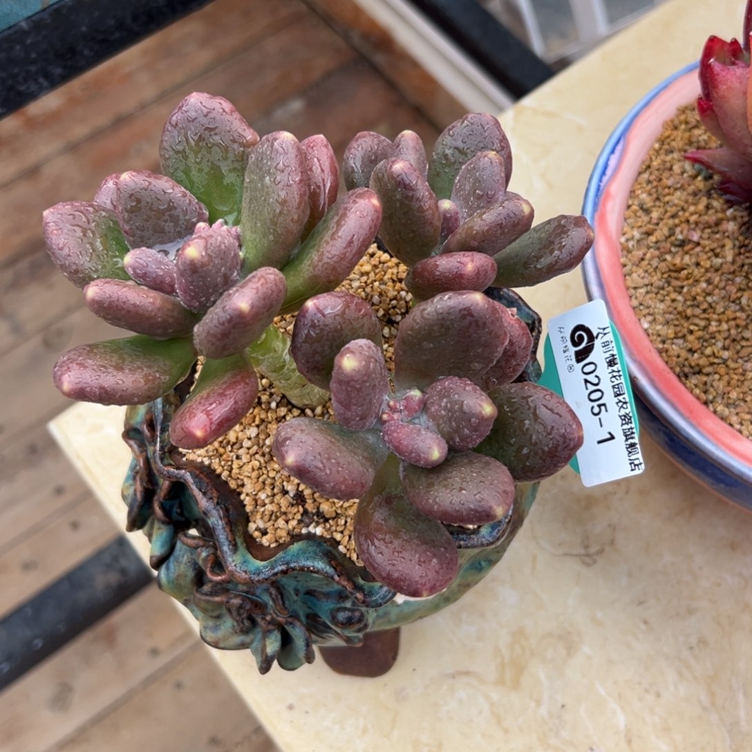 多肉一物一拍0205-1