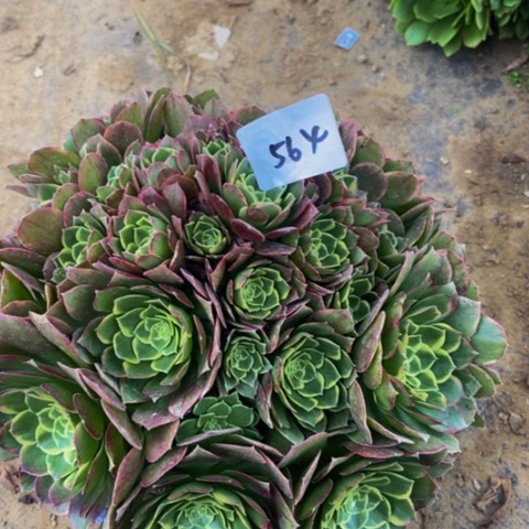 青樱多肉植物564多肉