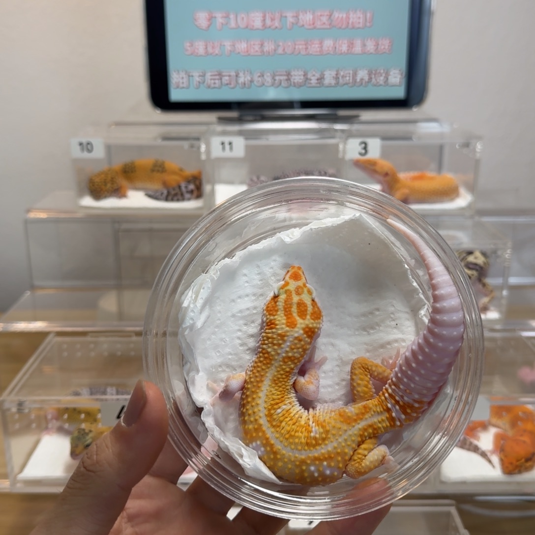 豹纹守宫白黄蜡笔妹妹