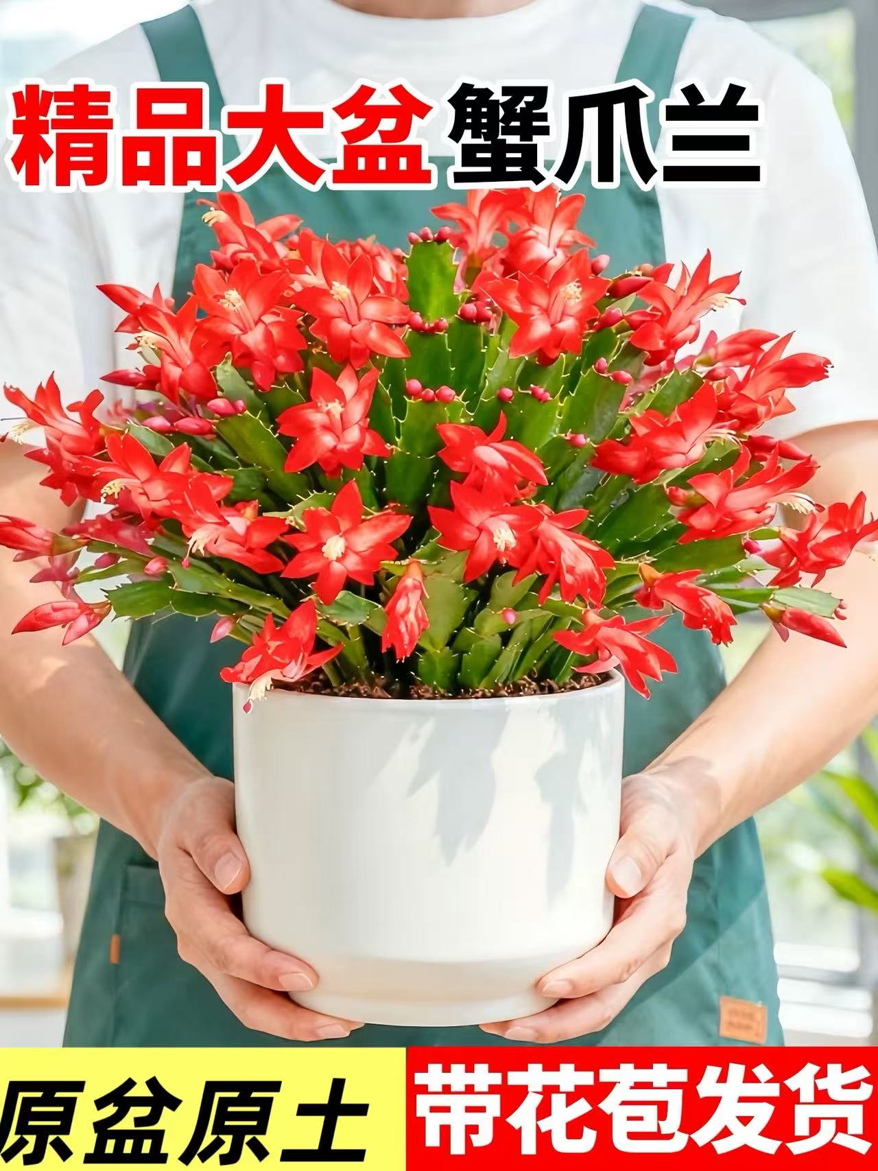 大红色中国红重瓣蟹爪兰盆栽多色花卉室内阳台四季开花好养活绿植