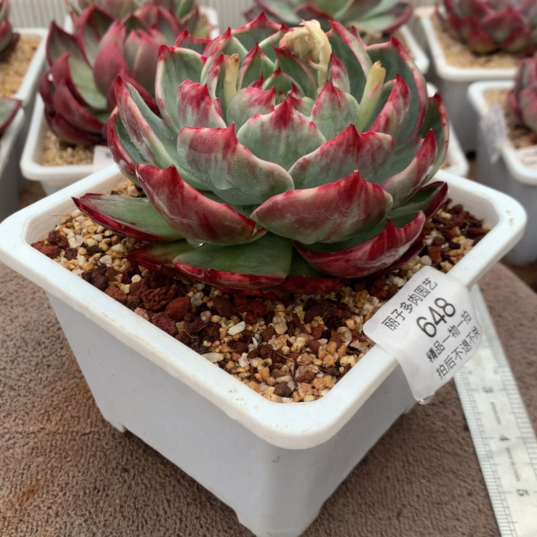 648惊鸿宽叶外翻拉丝。尺寸11。多肉植物