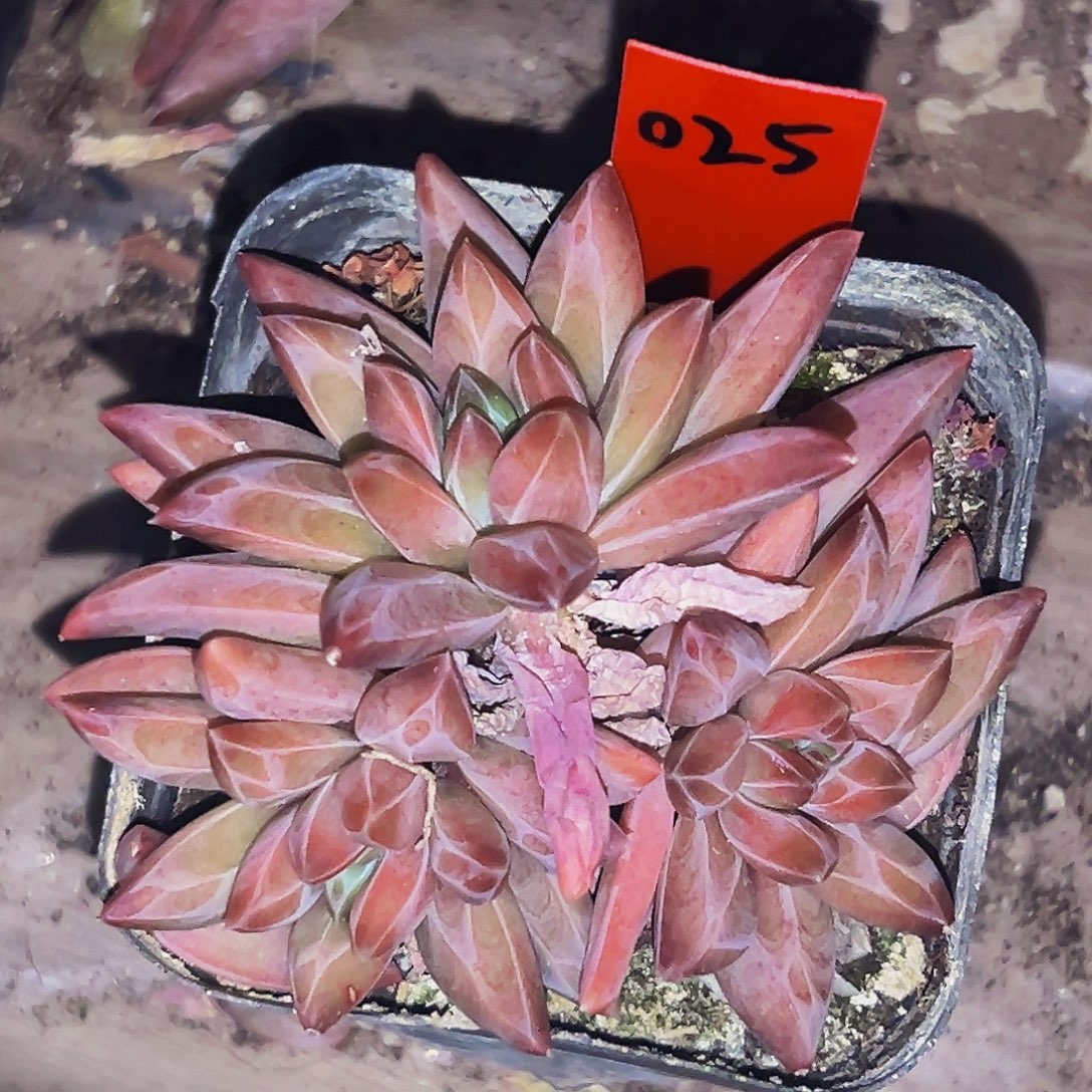 桔云多肉美人精品系列