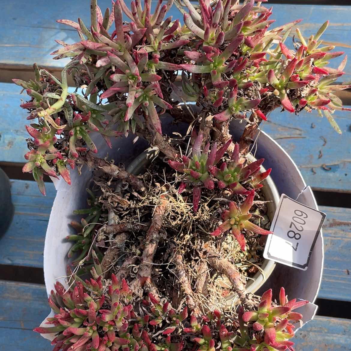 【闪购商品】维斯辛达瑕疵 特价不售后60287