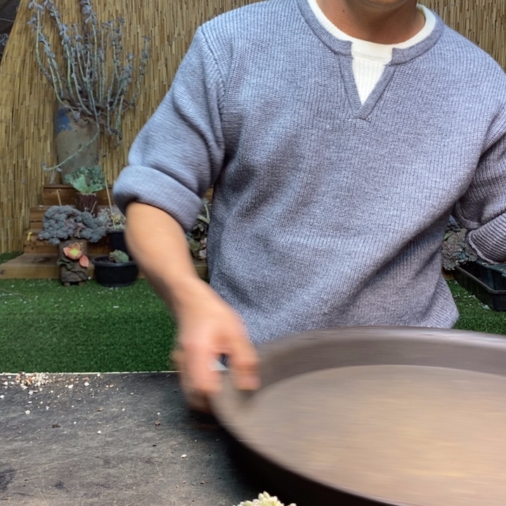 止***期128号白胖子多肉植物