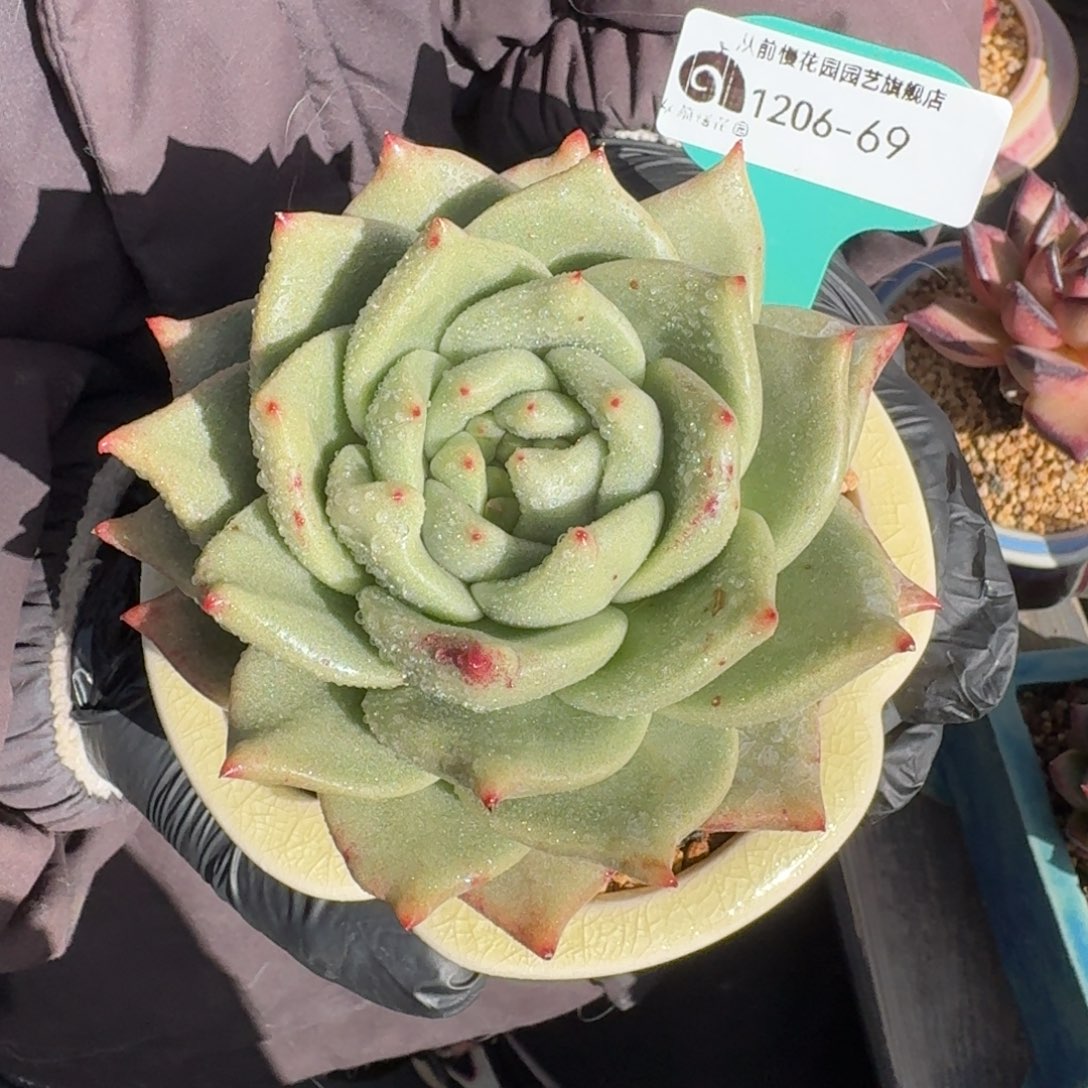 从前慢花园多肉编号1206.69