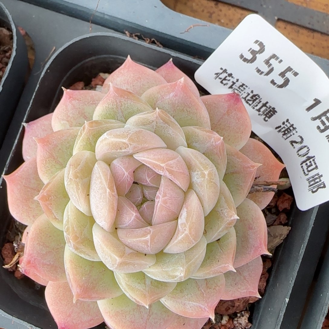 花语逸境0122-355