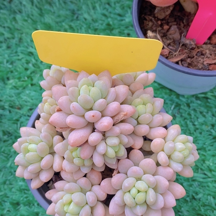 多肉植物，开心多肉