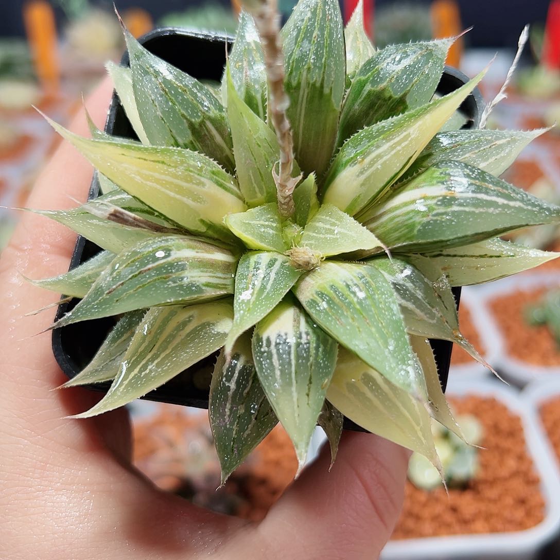 十二卷多肉大白鲨