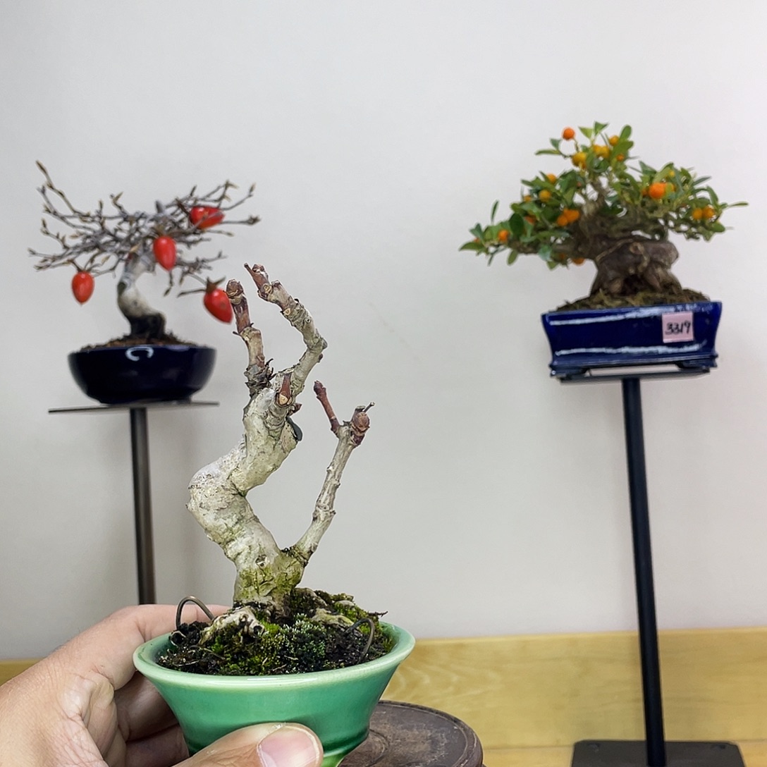 木本姬银杏盆景盆栽