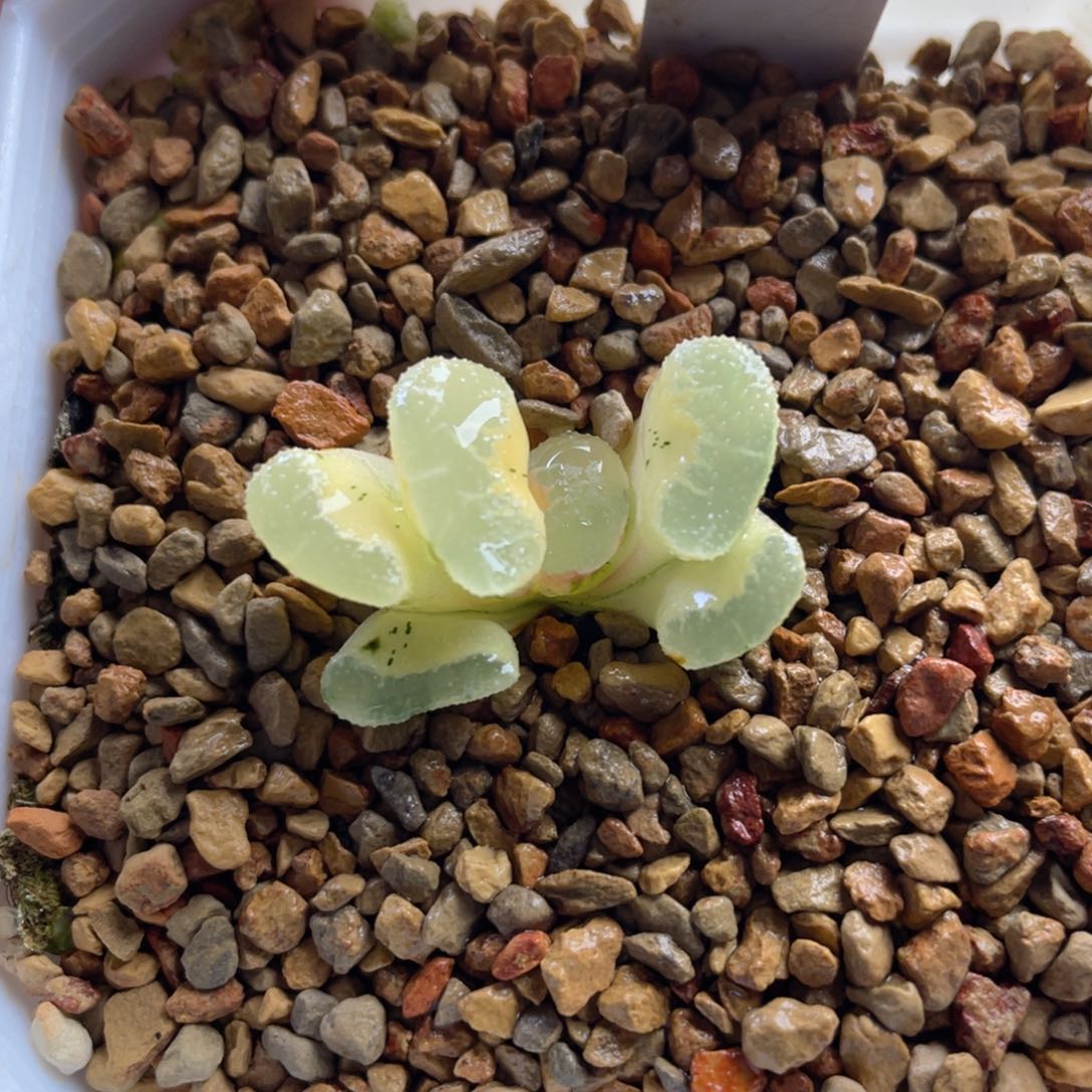 11.十二卷多肉浮藻玉扇锦。  