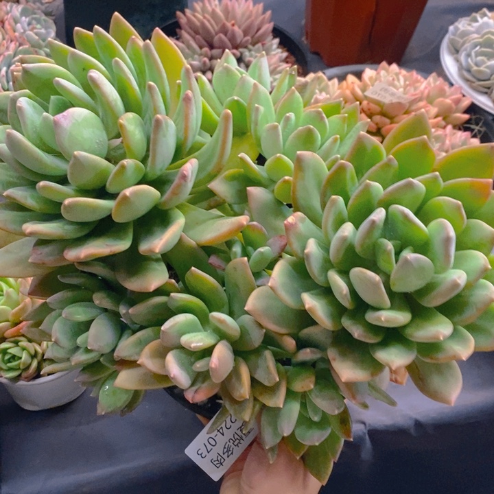 夏悦多肉 0224-73海洋之歌