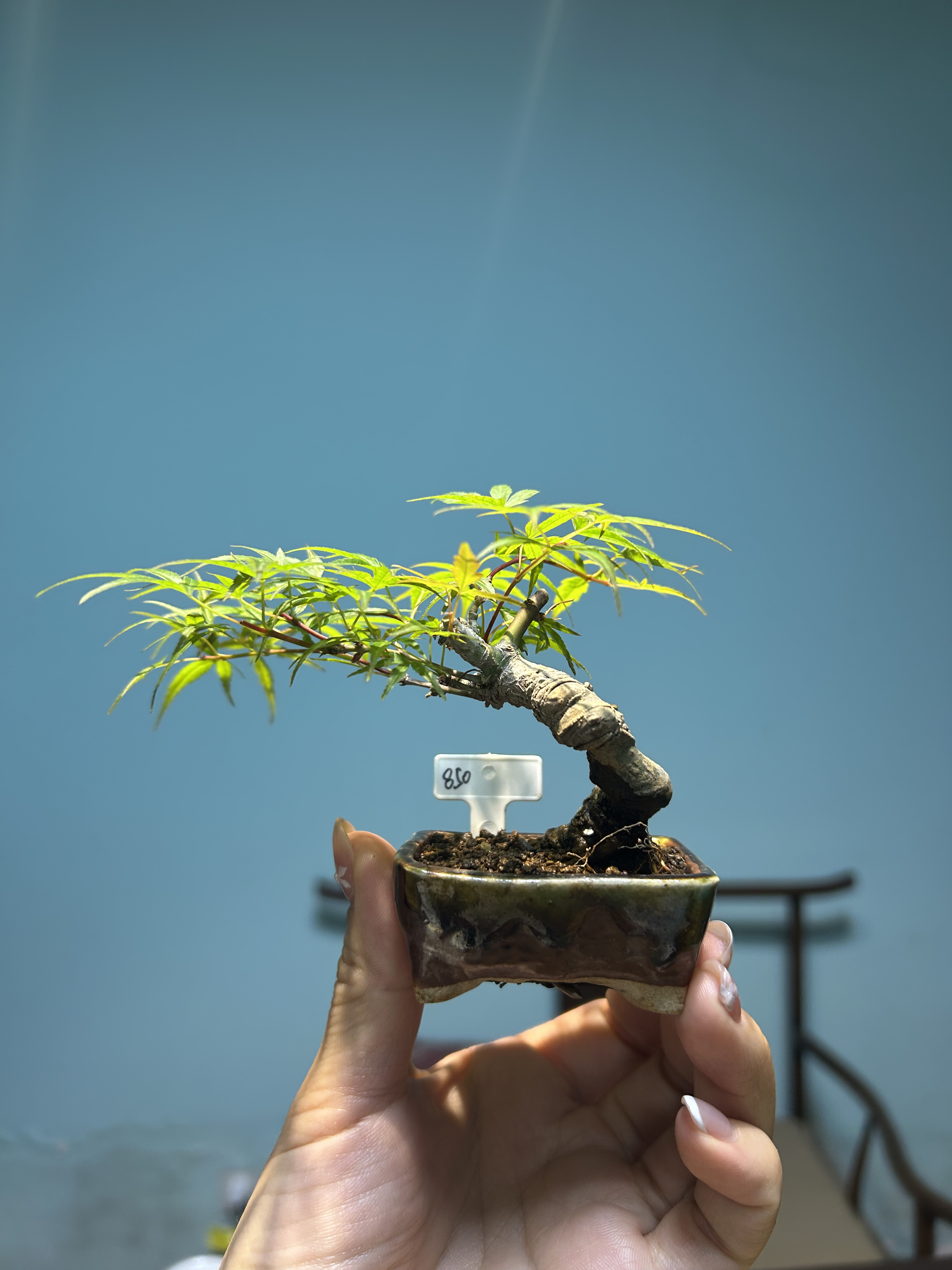 日本小品盆栽织姬枫树盆景