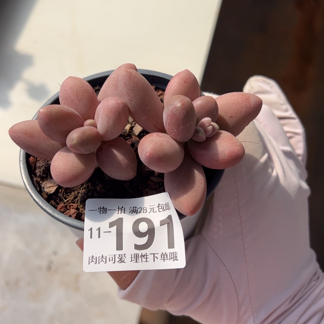 糖果美人多肉多肉多好