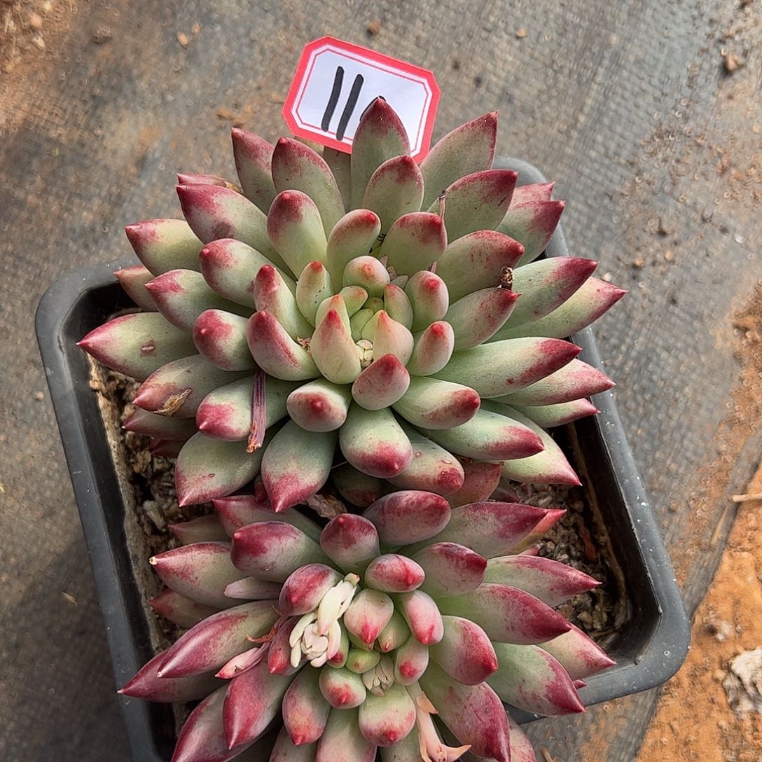 110号虞美人，一物一拍