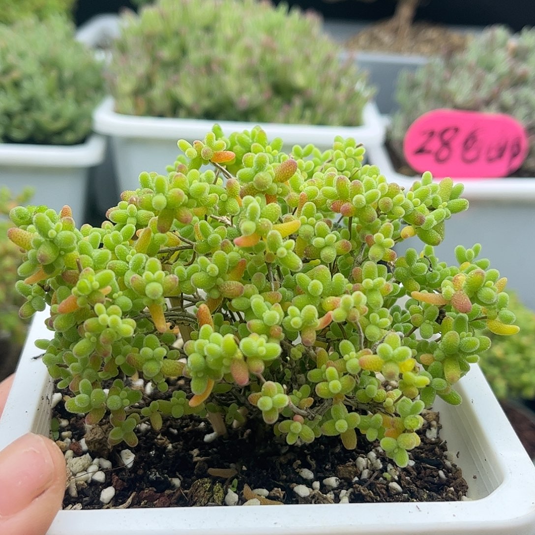 33蜜桔糖球优选枝干番杏