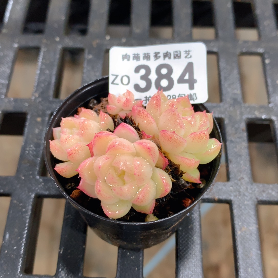 肉萌萌拇指盆精控多肉ZO384