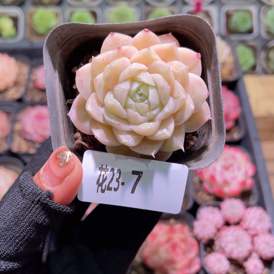 花23-07麦秆单头