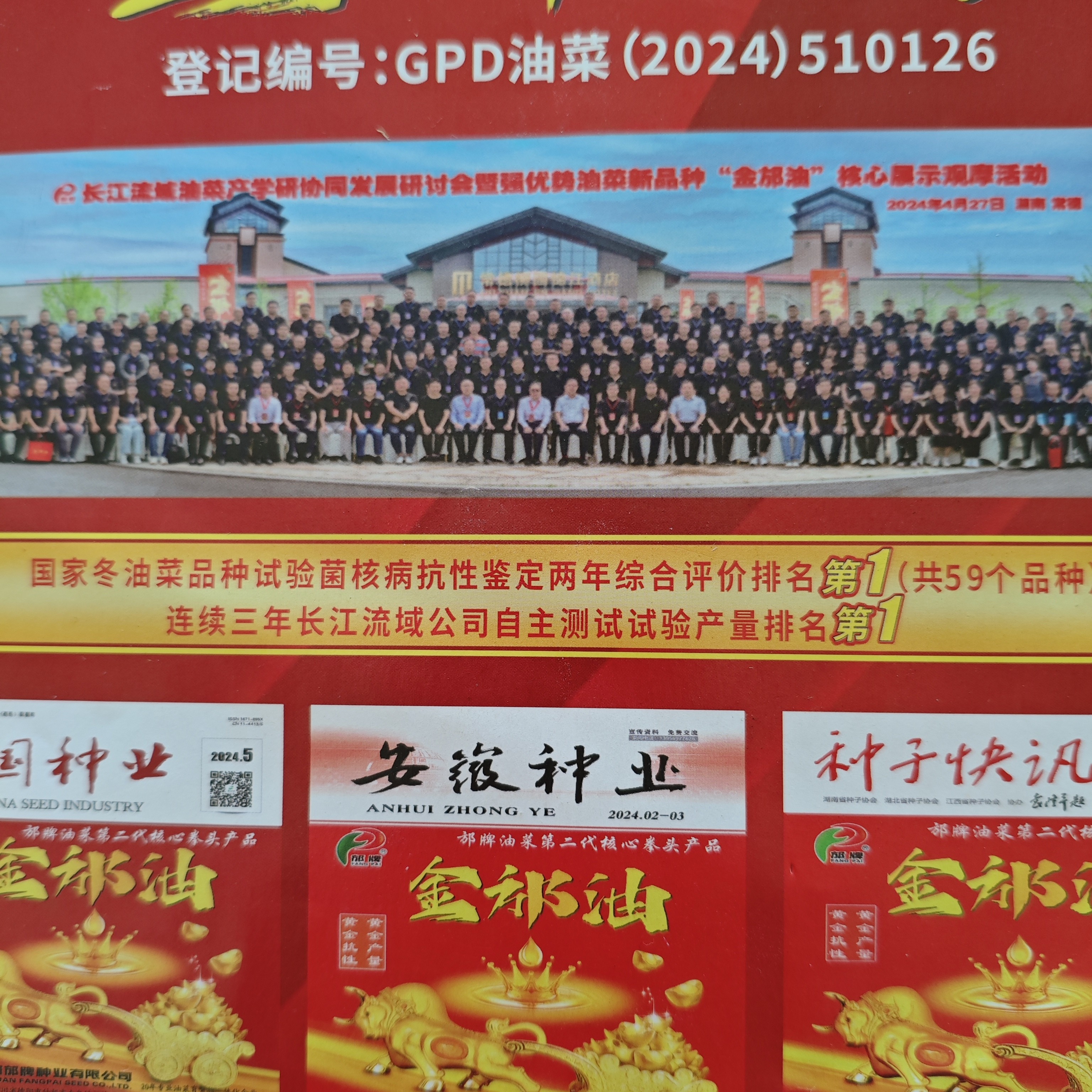 高产油菜种，金邡油