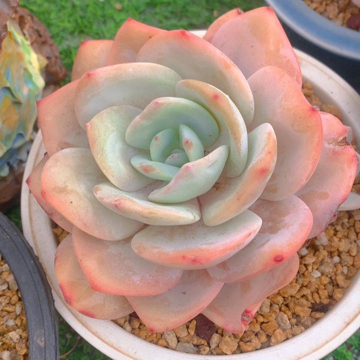 多肉乐园精品奶茶