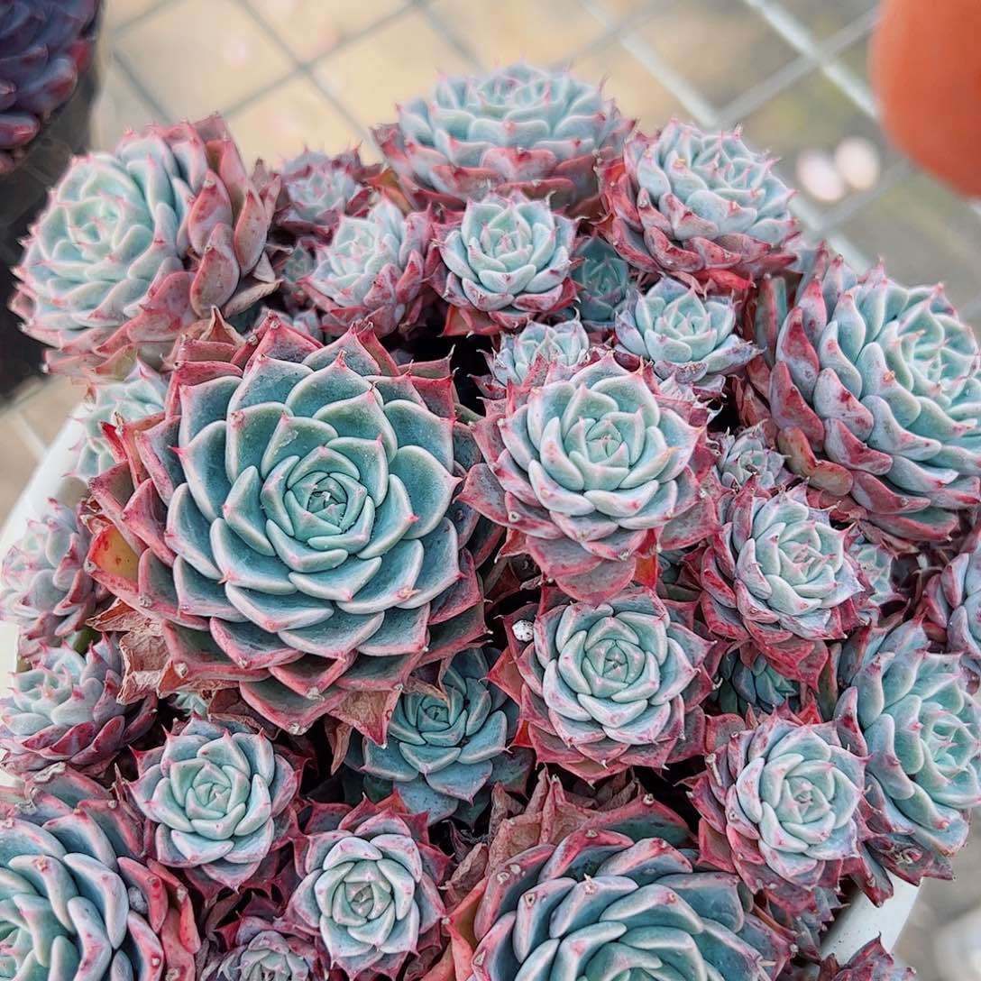 海滨格瑞带盆土精品