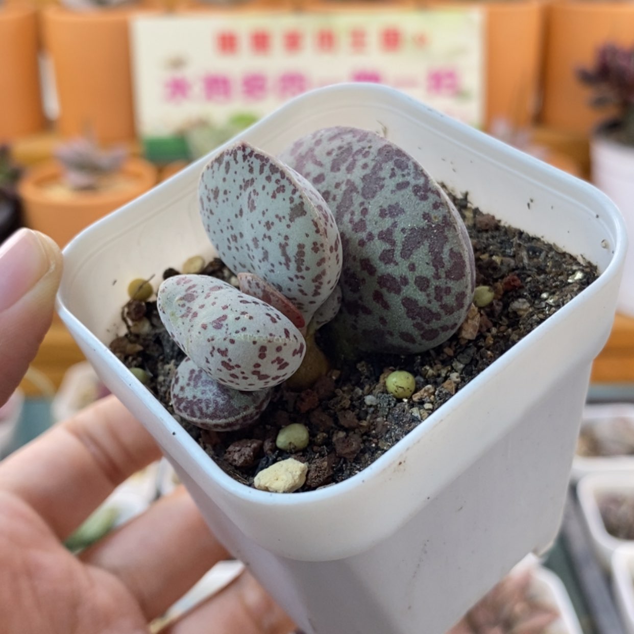 【闪购商品】无花朵花旦