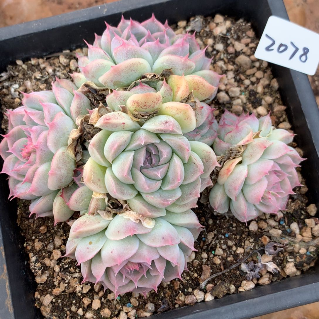 2078杂交多肉老桩