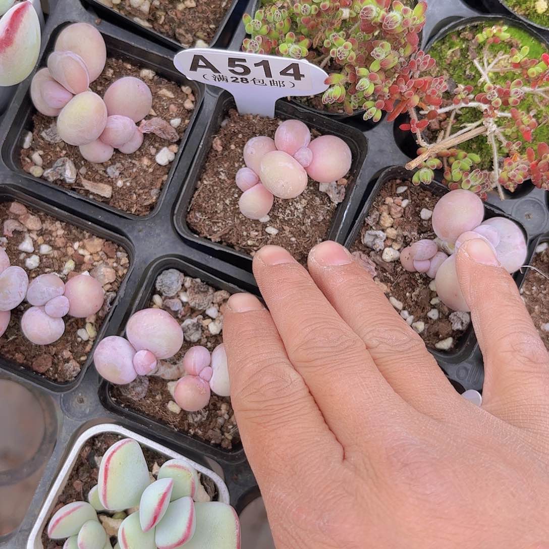 A514水光针一物一拍