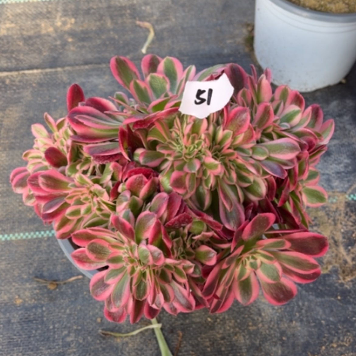 【闪购商品】51粉女巫缀多肉法师