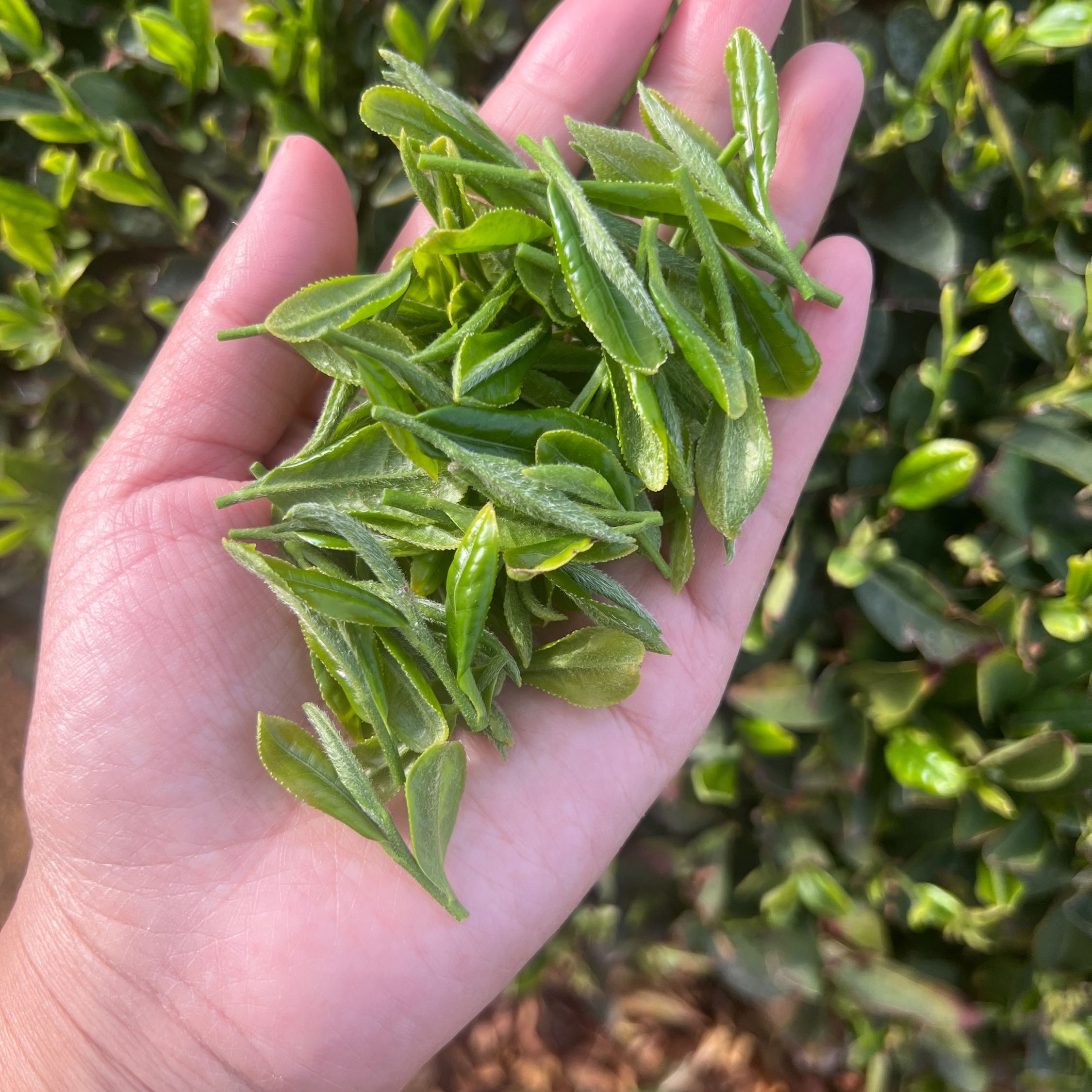04、日照绿茶《一芽一四月早春》开园下旬清香型豆香