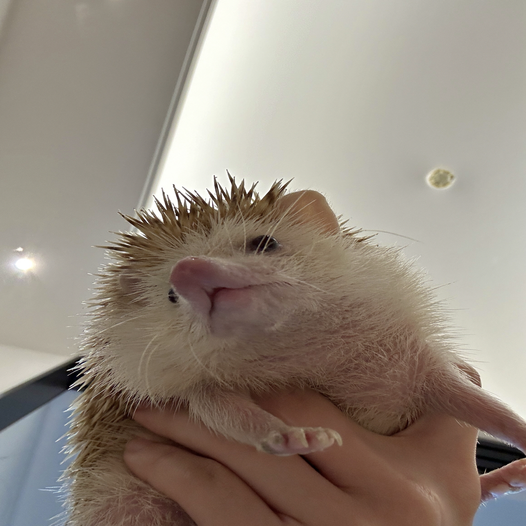 纯种胖宝宝非洲迷你刺猬掌心萌宠网红小肥刺猬长不大宠物非迷萌宠