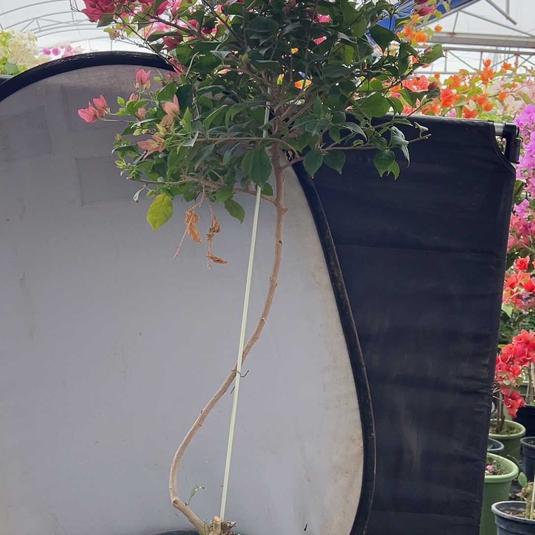 李***毅大部分花苞少量开放H46酒红