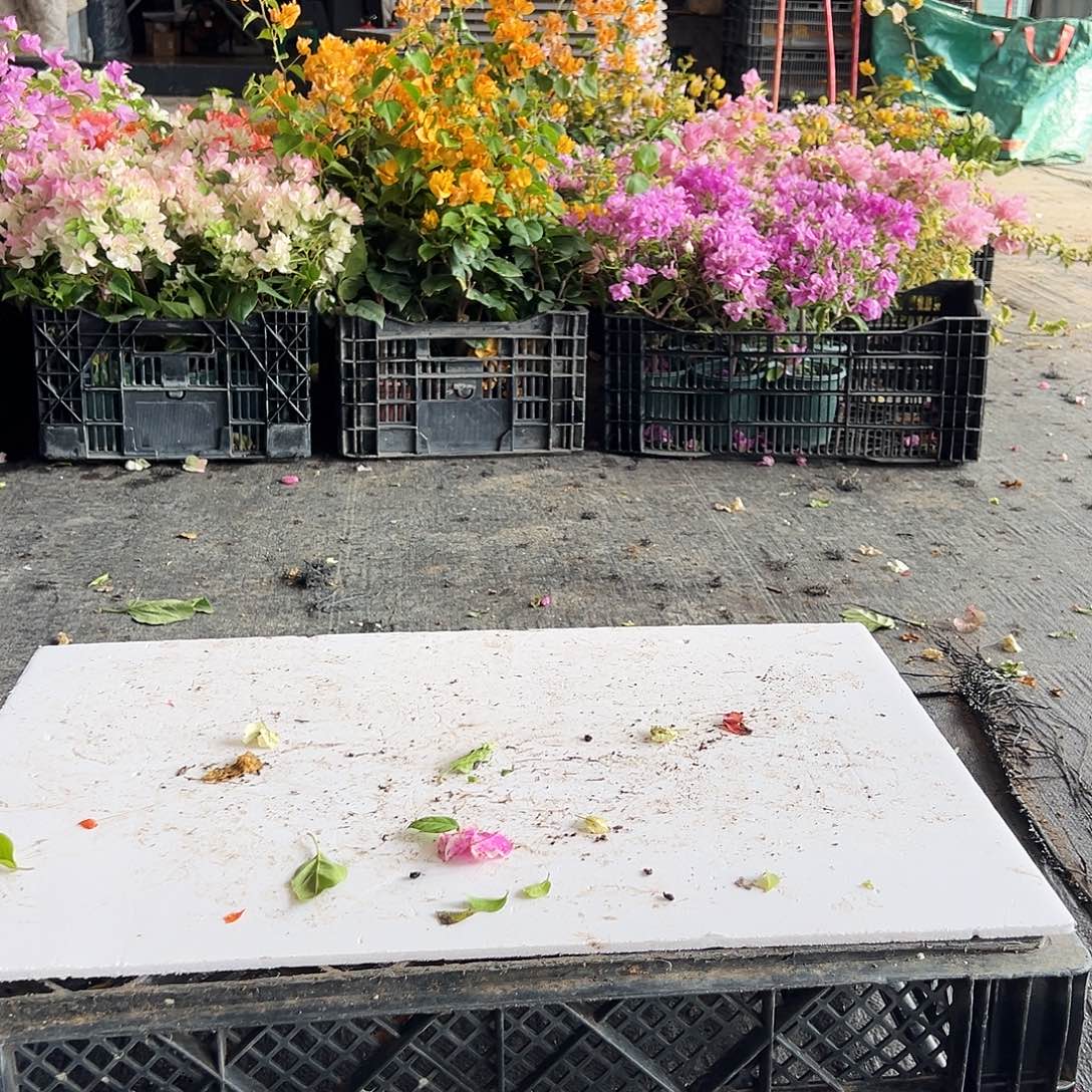 大部分花苞少量开放苹果花掌中宝三颗