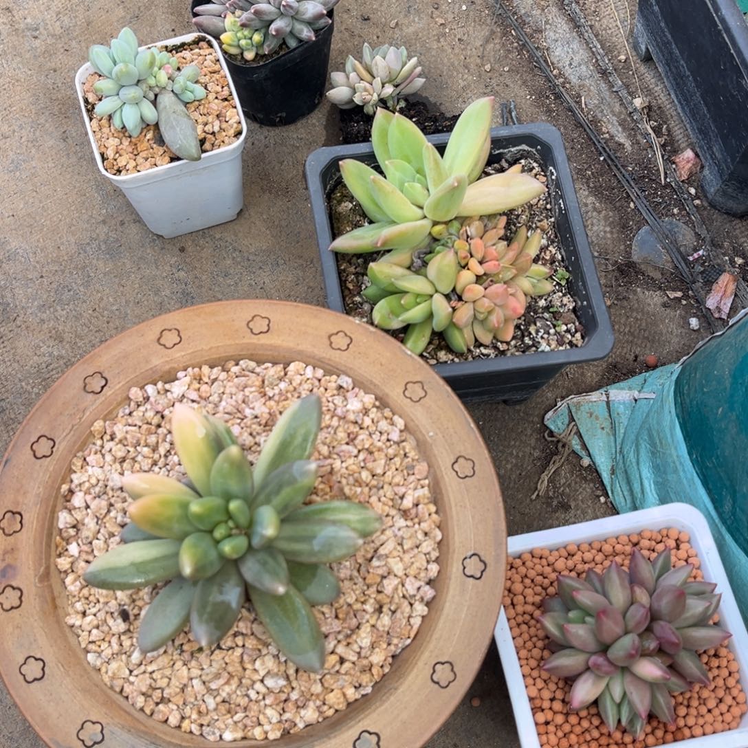 多肉植物多肉植物