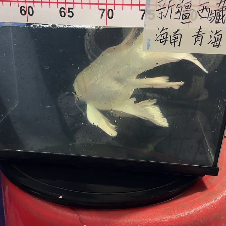 浪***心蝴蝶鲤鱼蝴蝶鲤138微瑕