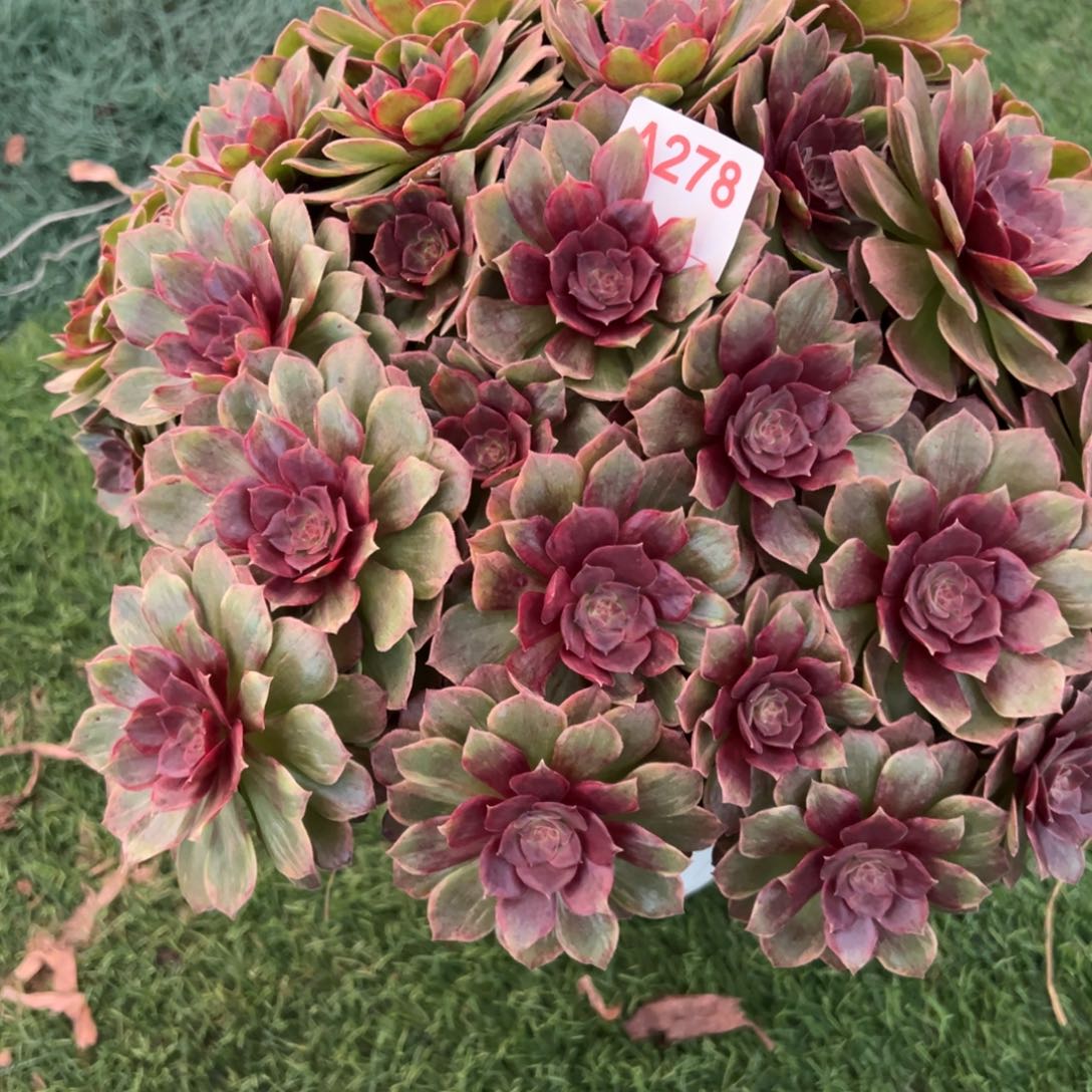 278，红丝绒多肉植物法师