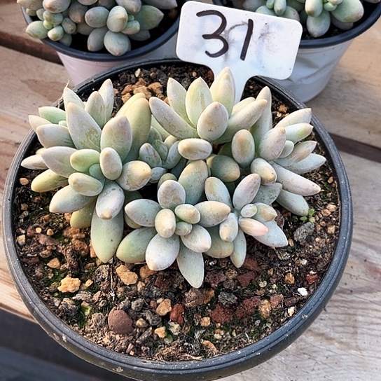 白兰地31号码牌子的话题了