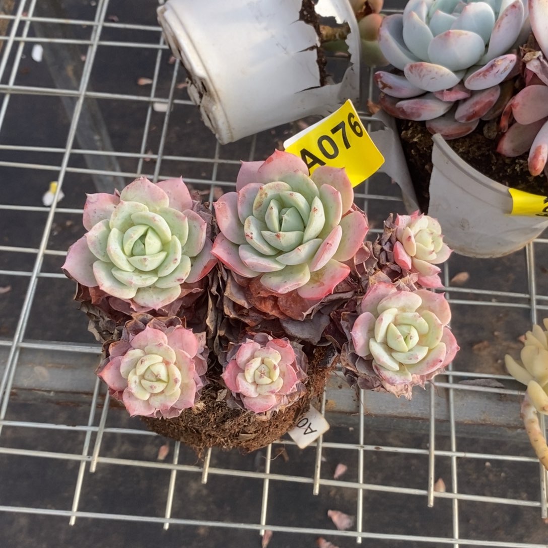 大***贝076果冻恋曲一物一拍