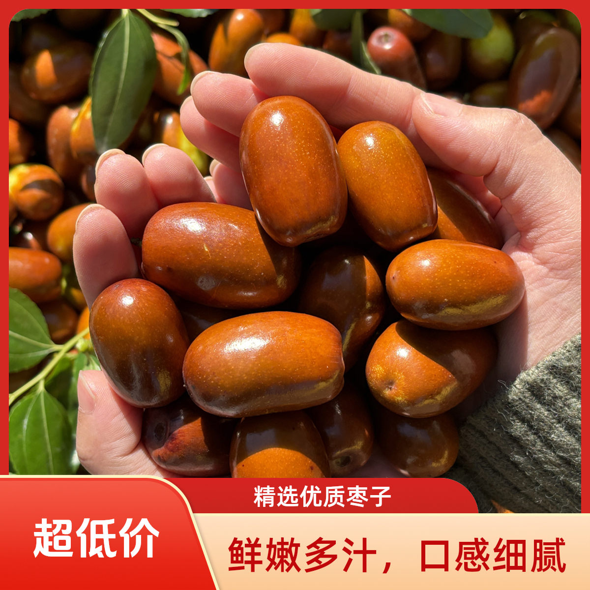 【大果】正宗东北辽宁朝阳大枣 脆爽酸甜现摘现发 包邮到家
