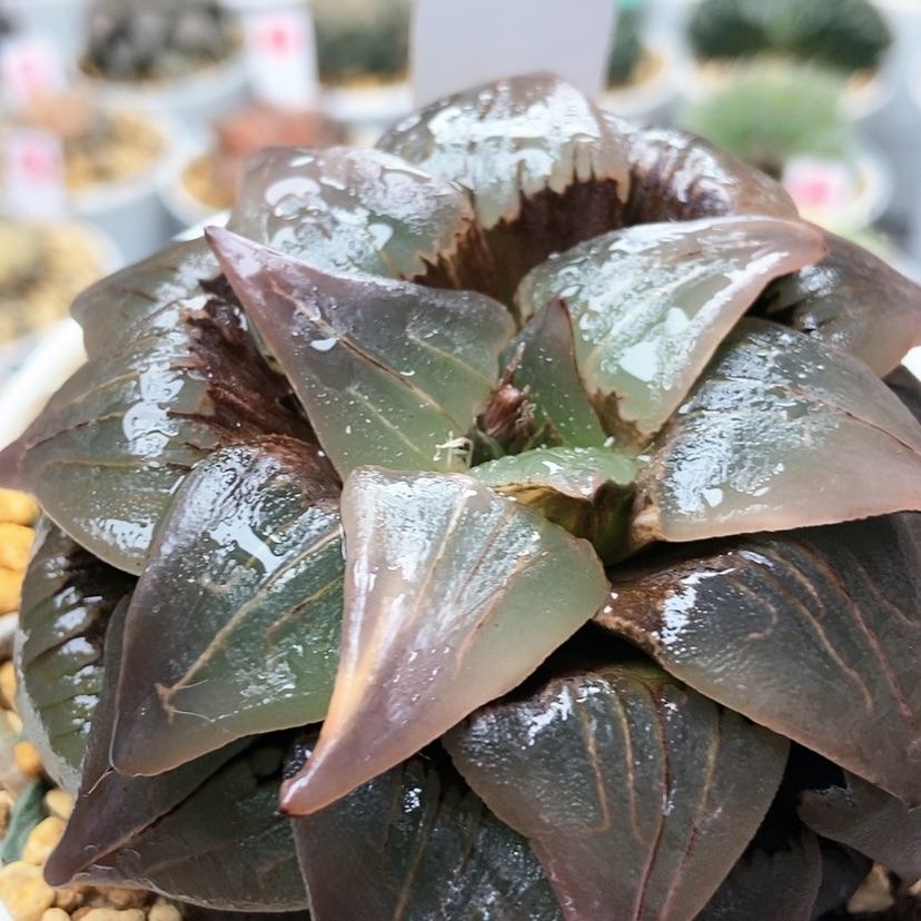 【闪购商品】红纹50