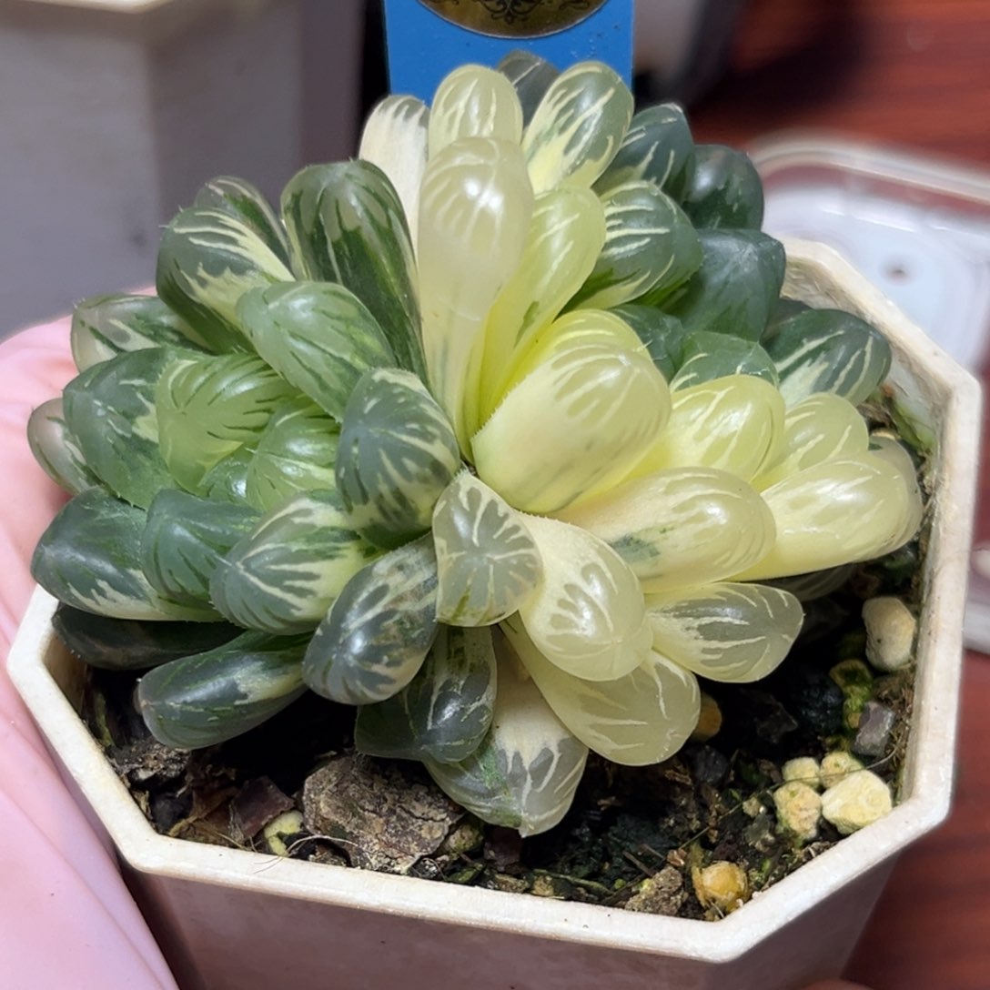 恭喜发财大吉大利824卜卜紫