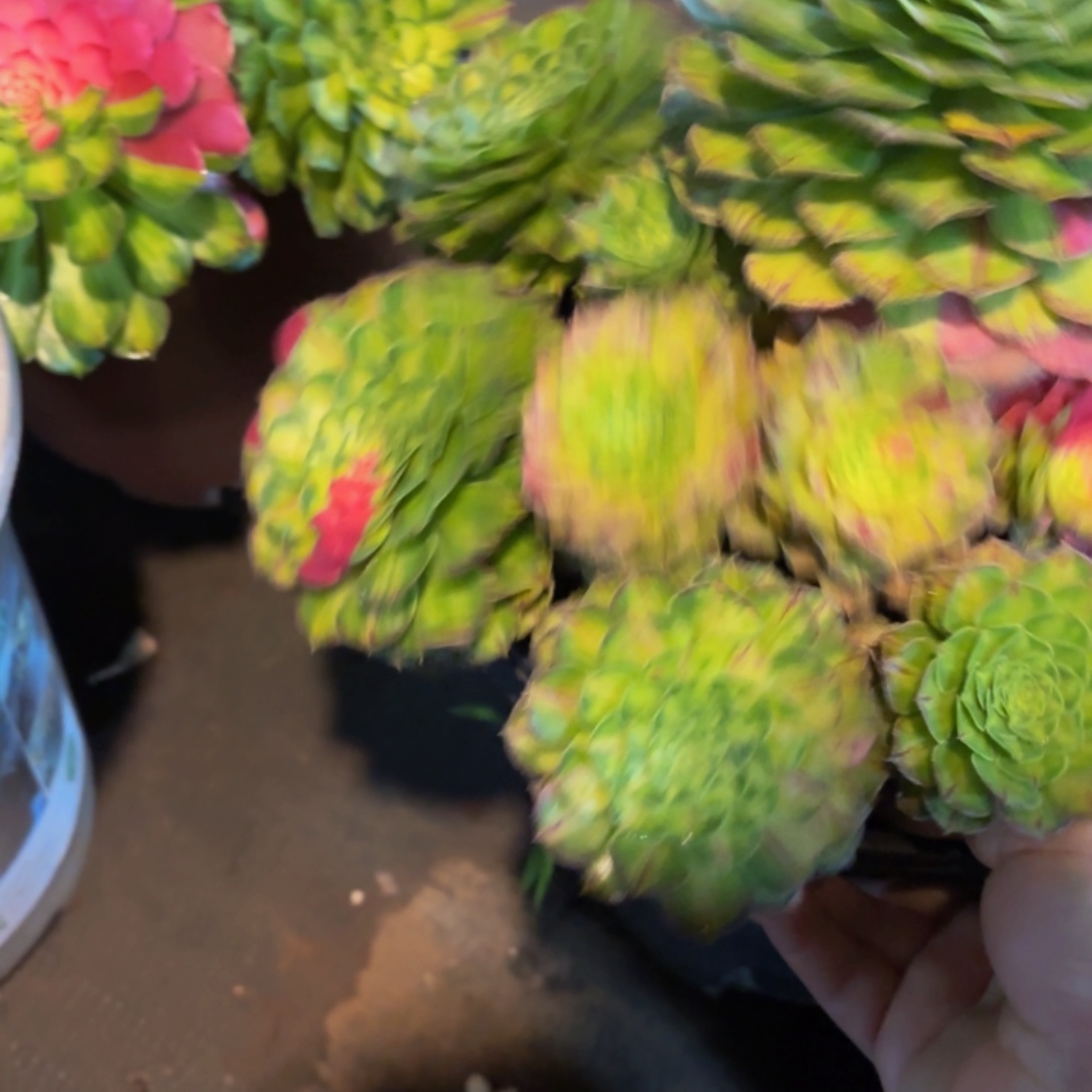 哈哈多肉葡萄知否152